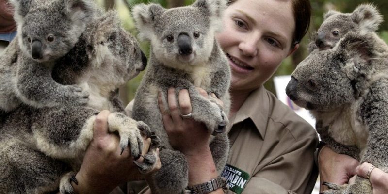 Koala Reuters 960x600 1
