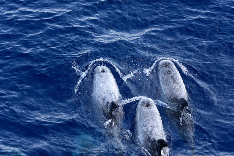 greenpeace ionio3