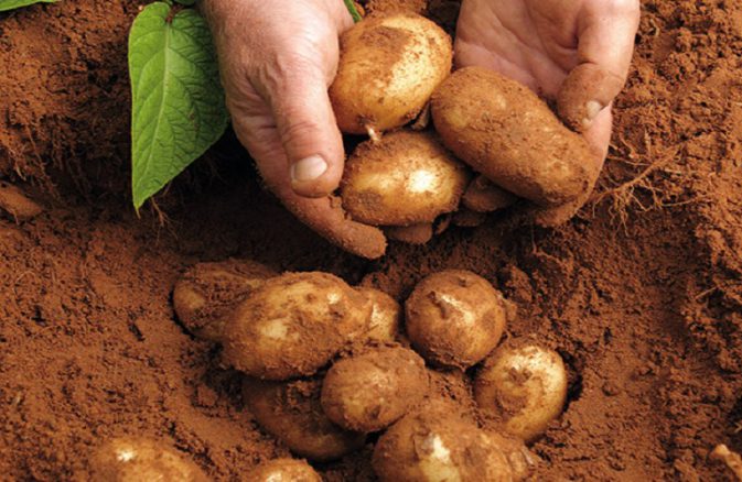 patata