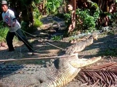 crocodile jakarta
