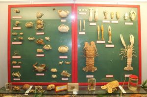 Υπάλληλοι του Δήμου πέταξαν στα… σκουπίδια τον Μυοκάστορα - Χάθηκε η επιστημονική «ευκαιρία»! Καταγραφή 1