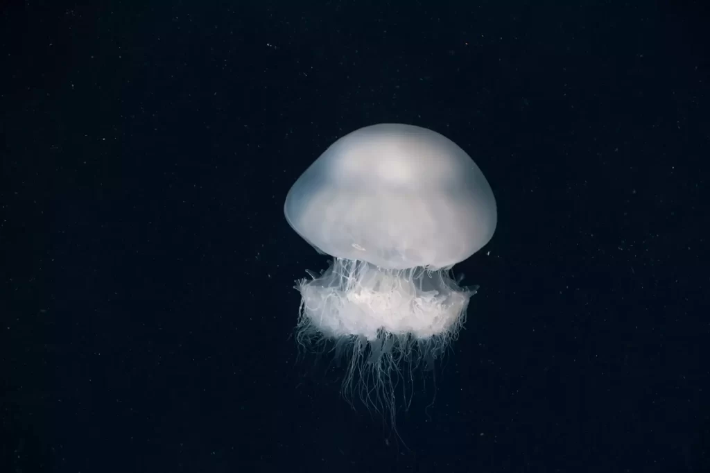 jellyfish23