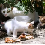 ΝΕΚΡΟ ΓΑΤΑΚΙ ΑΠΟ «ΦΟΛΑ»: Κτηνωδία στα Μποζαΐτικα Πάτρας ΝΕΚΡΟ ΓΑΤΑΚΙ ΑΠΟ «ΦΟΛΑ»: Κτηνωδία στα Μποζαΐτικα Πάτρας