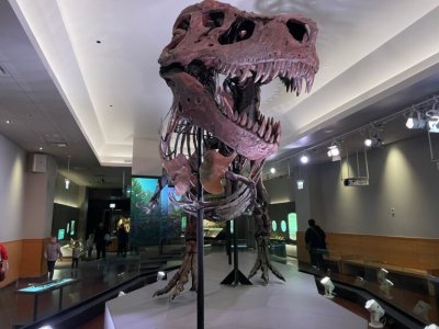 TyrranosaurusSue.CreditKateGolembiewski FieldMuseum 768x576 1