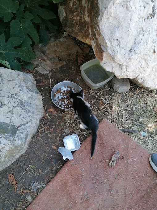 1ο Θέμα Αδέσποτα Γάτες 12 1