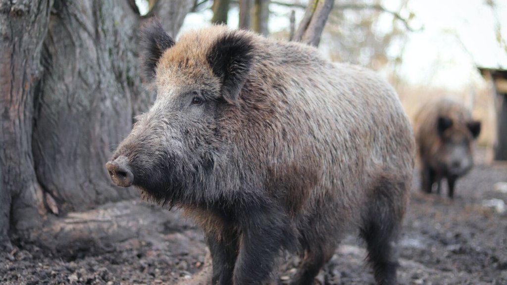 agriogourouno