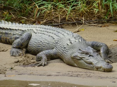 krokodeilos