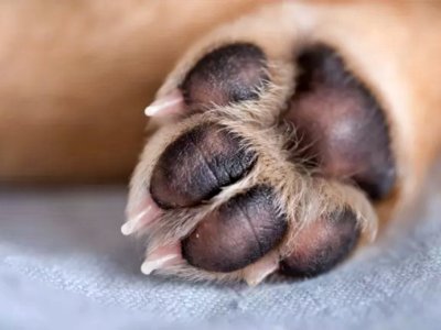 puppy koutavi paw