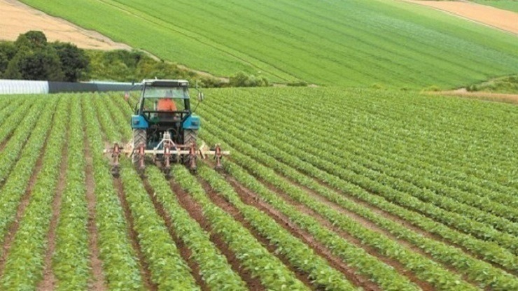agrotes 1