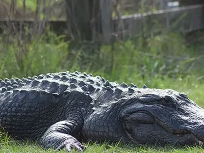 aligatoras 873x432 1