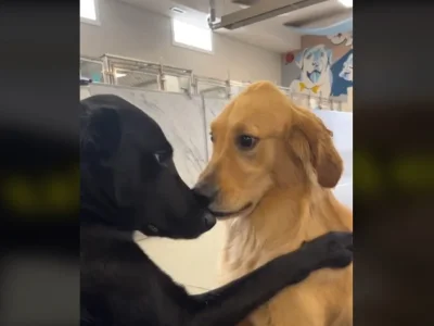 doggy love 2