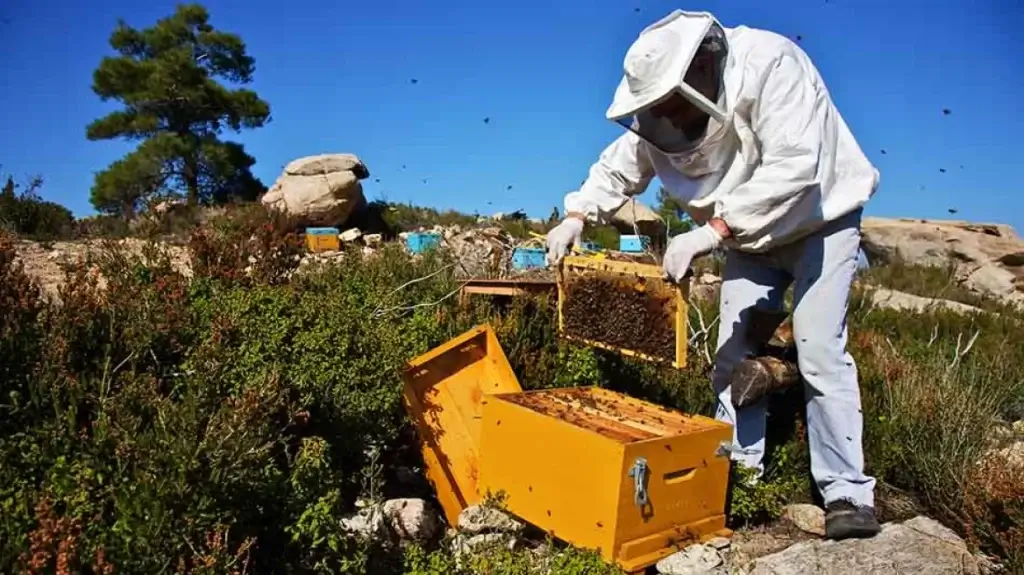 programmata melissokomias