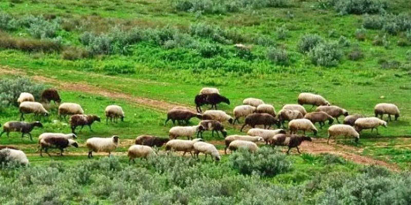 Πρόβατα στη Μαγνησία έφαγαν 100 κιλά χασίς και την...άκουσαν provataap