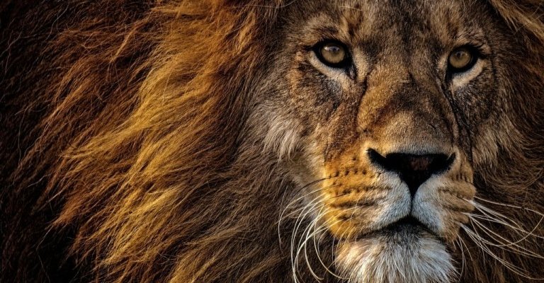 lion pixabay 768x486 1