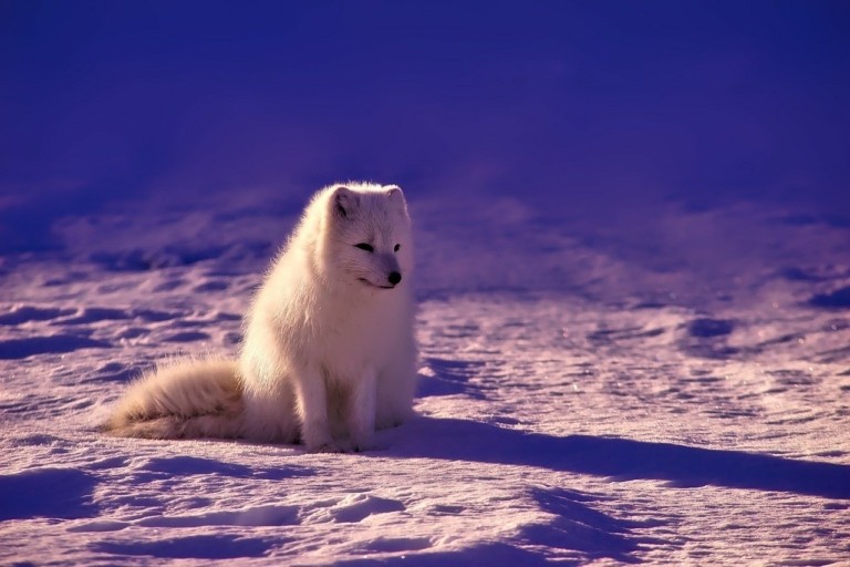 arctic-fox-pixabay-768x512