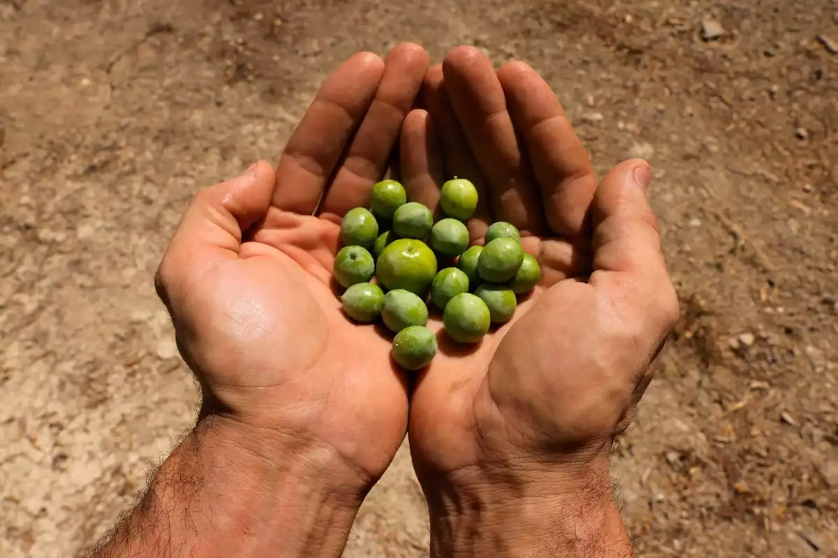 spain_elies_olives_elaiolado