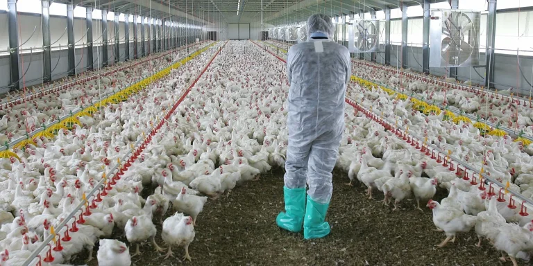 ΠΟΥ: Μεγάλη ανησυχία για τη γρίπη των πτηνών – 7 ερωτήσεις και απαντήσεις για τη διάδοσή της