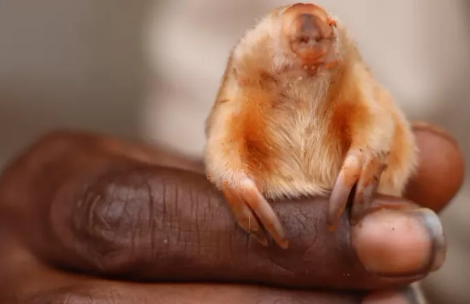 marsupial_mole.jpg