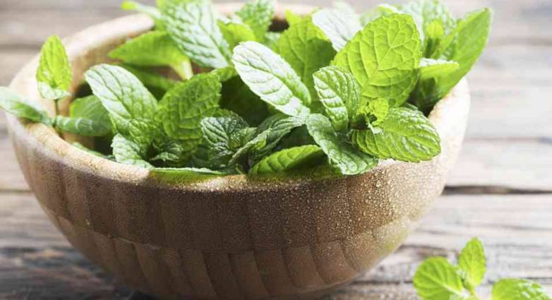 menta