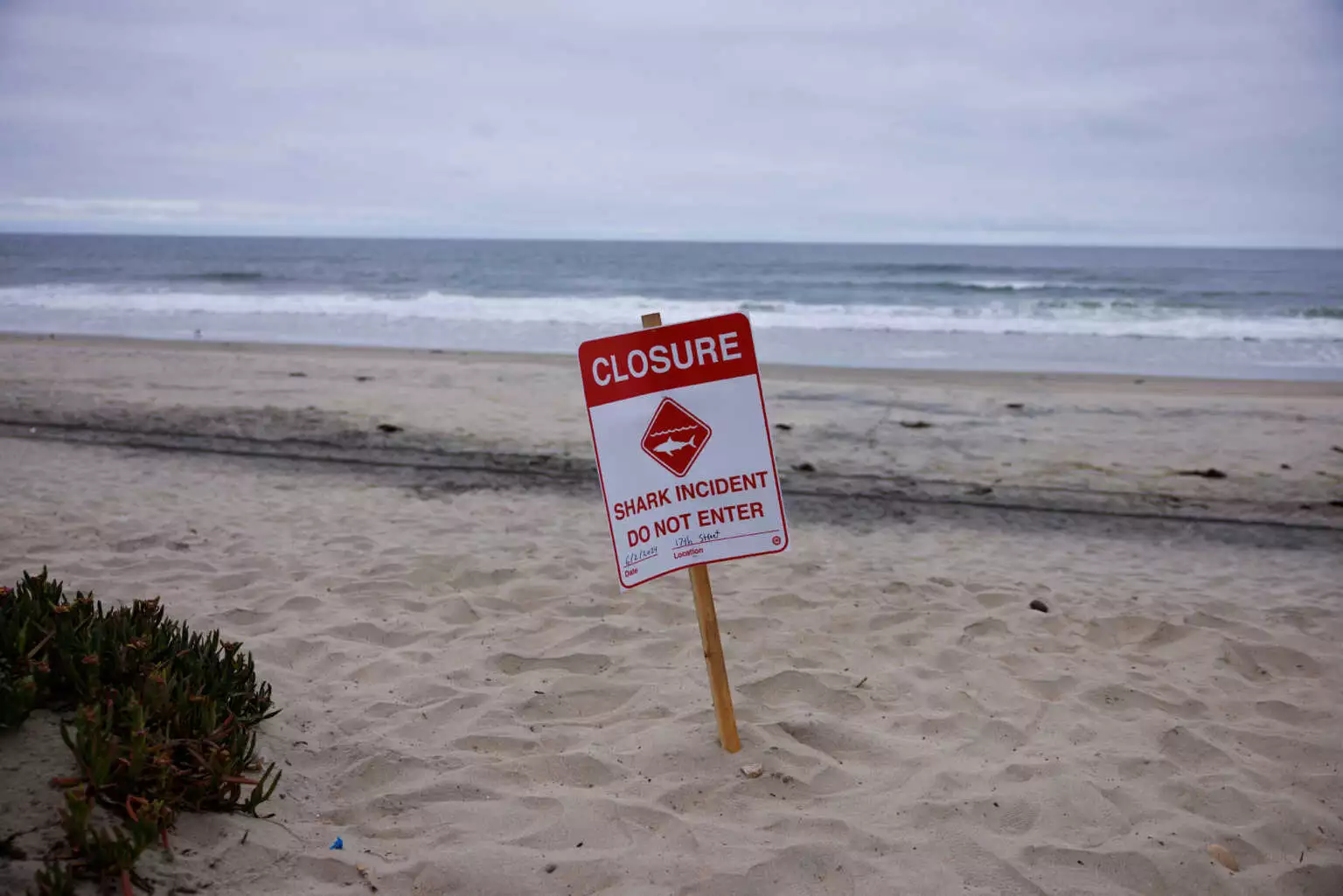 CALIFORNIA-SHARK-ATTACK-reuters-1536x1025