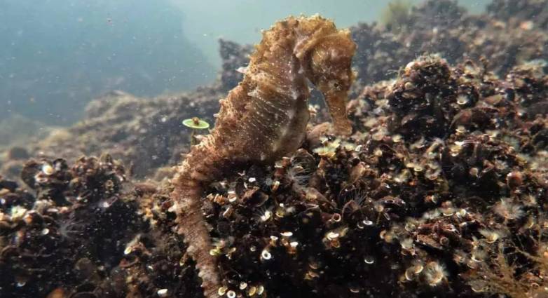 seahorse