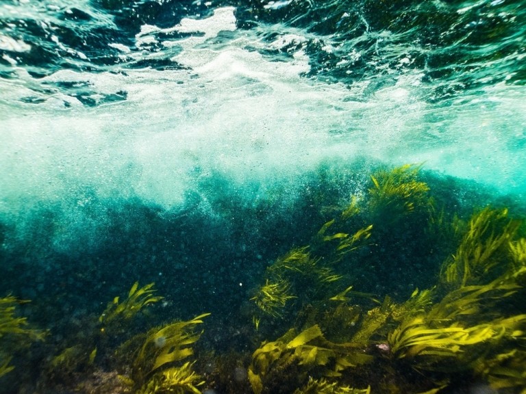 seaweed-pixabay-768x576