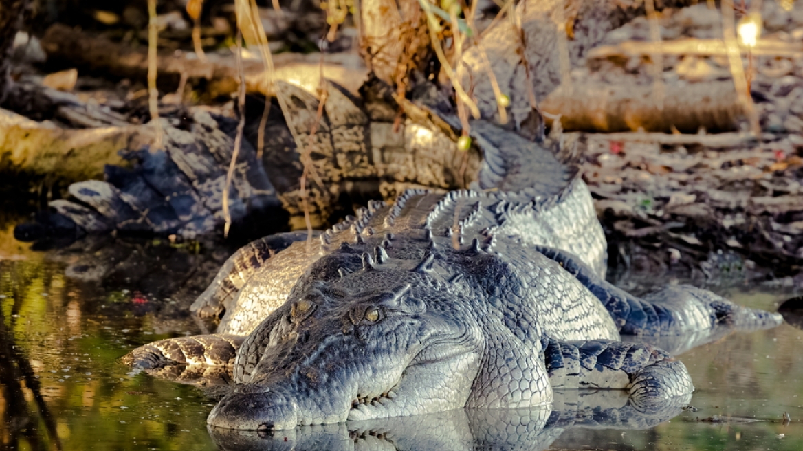 crocodile_arxeio_n