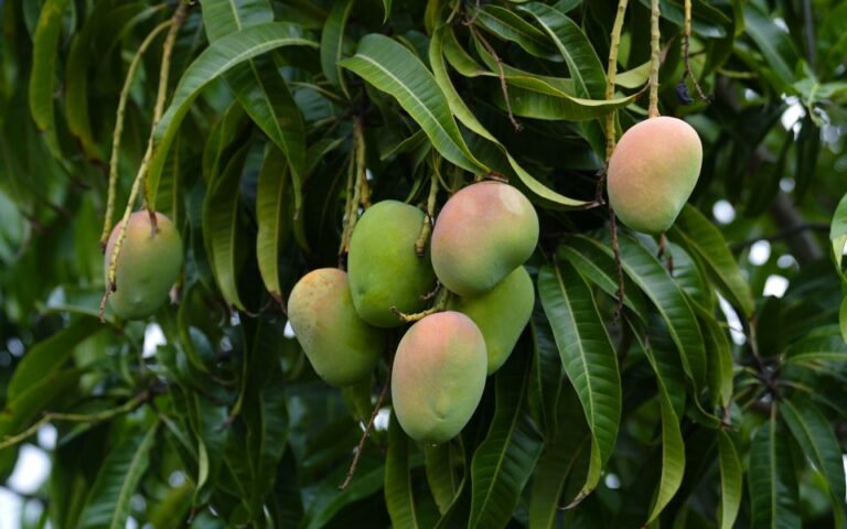 mango_shutterstock-768x480