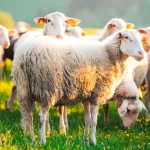 Κρούσματα αφθώδους πυρετού θέτουν την Κύπρο σε συναγερμό Κρούσματα αφθώδους πυρετού θέτουν την Κύπρο σε συναγερμό