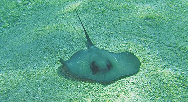 salaxi