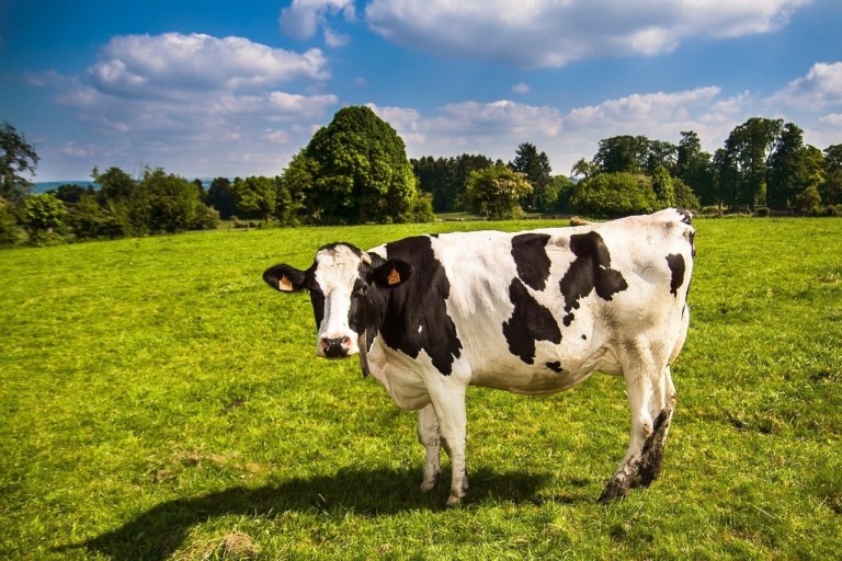 cow-pixabay0-768x512