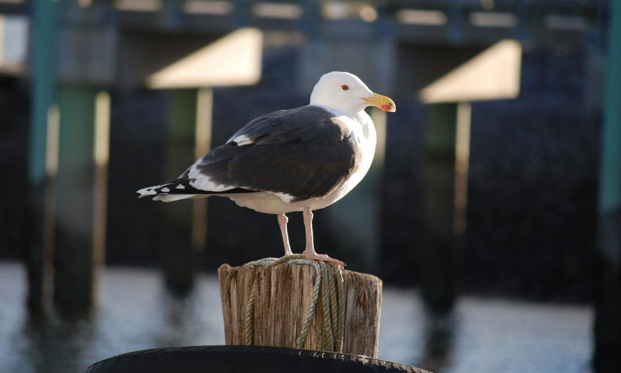 2d600221-black-backed-gull-(U)