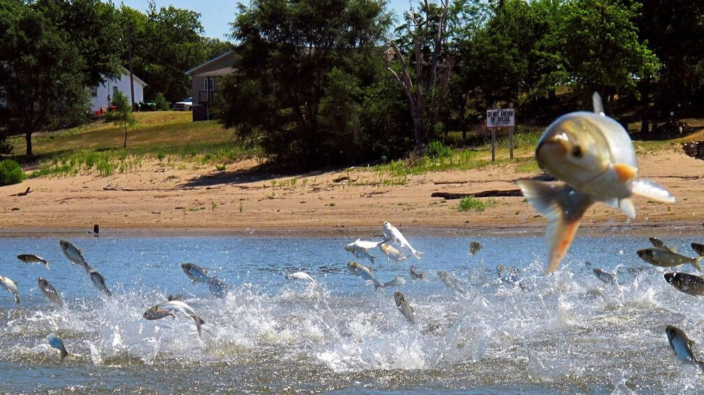b8345435-asiancarp
