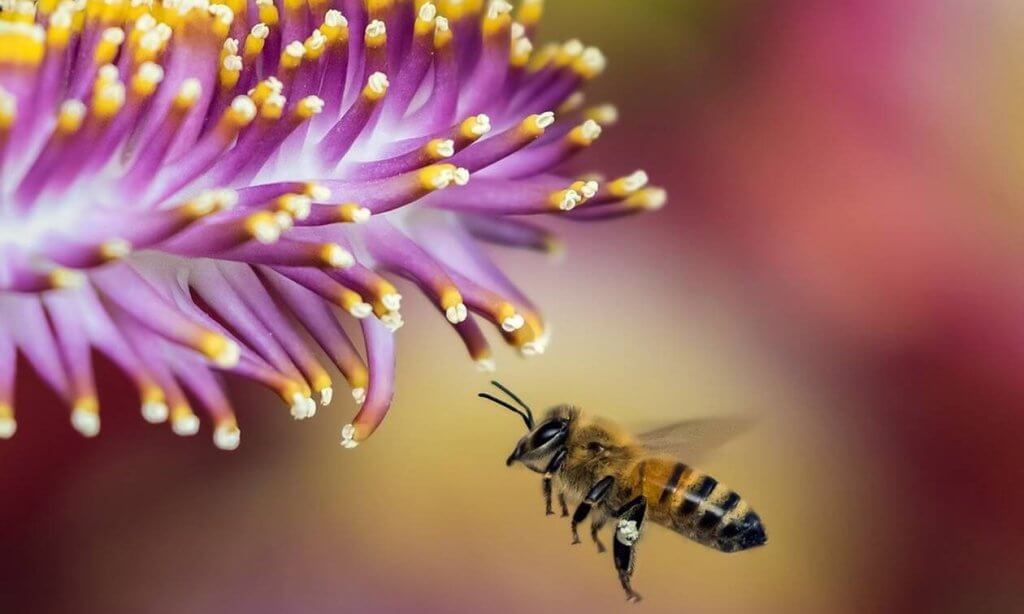 bee-1850116_960_720