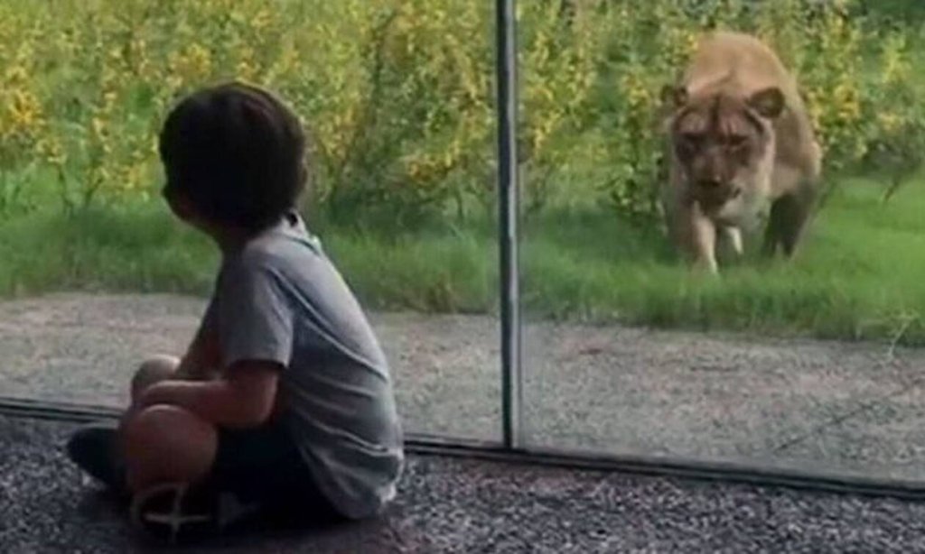 liontari