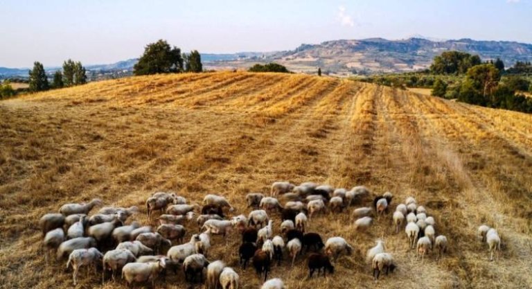 ΔΥΤΙΚΗ ΕΛΛΑΔΑ: Πώς να αποφύγετε καταρροϊκό πυρετό σε μηρυκαστικά - Ισχυρές συστάσεις από την ΠΔΕ σε κτηνοτρόφους