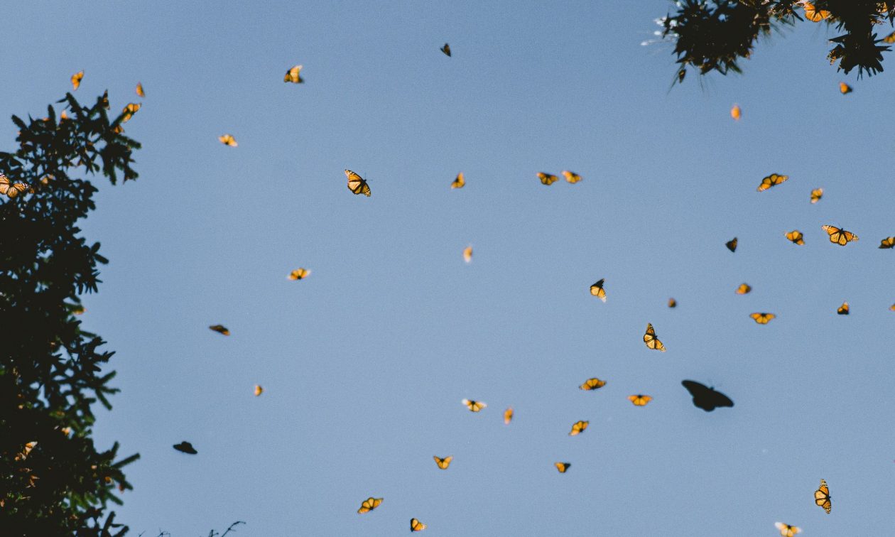 shiebi-al-MUVxGeO0g-M-unsplash