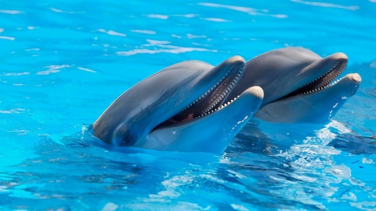 dolphins-1869337_1280-768x432