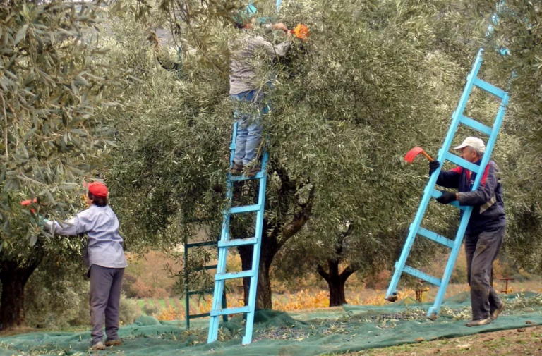 Λάδι: Πού θα κλειδώσουν φέτος οι τιμές του