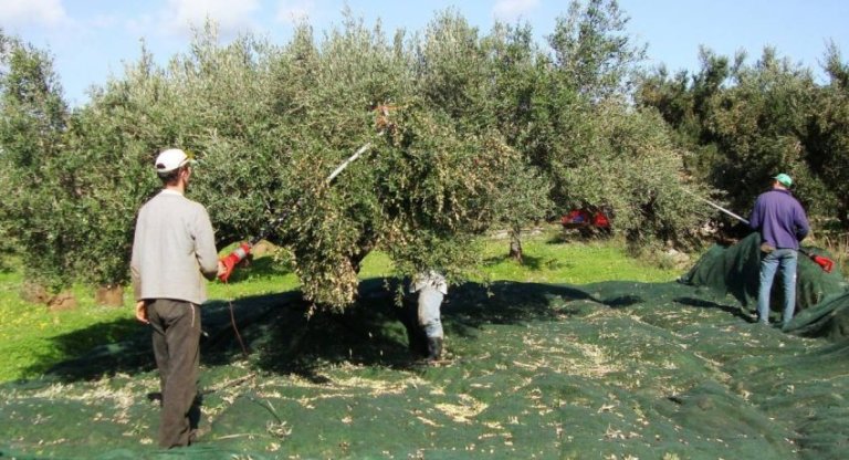 ΕΛΑΙΟΠΑΡΑΓΩΓΟΙ ΔΥΤΙΚΗΣ ΑΧΑΪΑΣ: Αν δεν βρέξει θα πέσουν οι ελιές