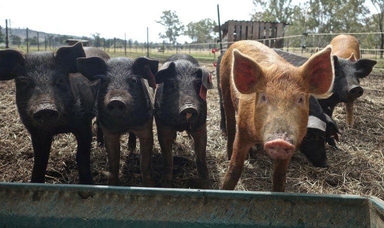 pigs-3669644_1920-768x456