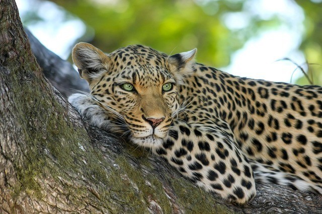 wwf-leopard-graf-1
