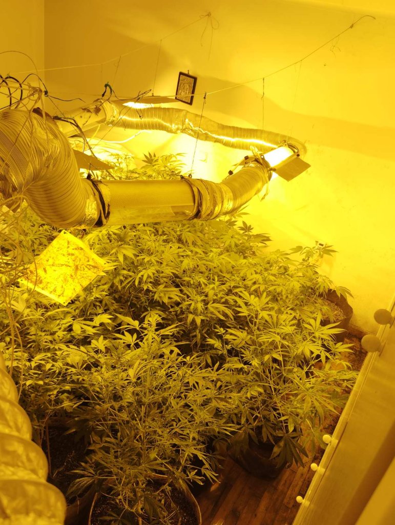 5-11-2024 Συνελήφθησαν δύο άνδρες για υδροπονική καλλιέργεια κάνναβης στον Πύργο Ηλείας (2) 5-11-2024 Συνελήφθησαν δύο άνδρες για υδροπονική καλλιέργεια κάνναβης στον Πύργο Ηλείας (2)