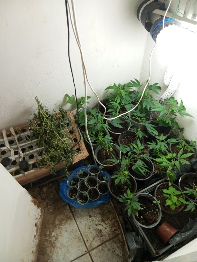 5-11-2024 Συνελήφθησαν δύο άνδρες για υδροπονική καλλιέργεια κάνναβης στον Πύργο Ηλείας (3)