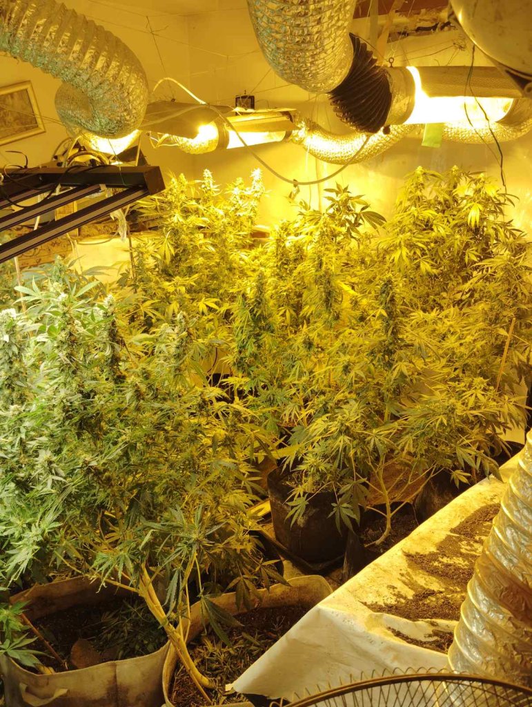 5-11-2024 Συνελήφθησαν δύο άνδρες για υδροπονική καλλιέργεια κάνναβης στον Πύργο Ηλείας (4)