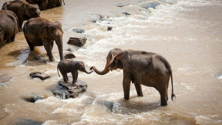 elephants-family-pixabay-768x432 (1)