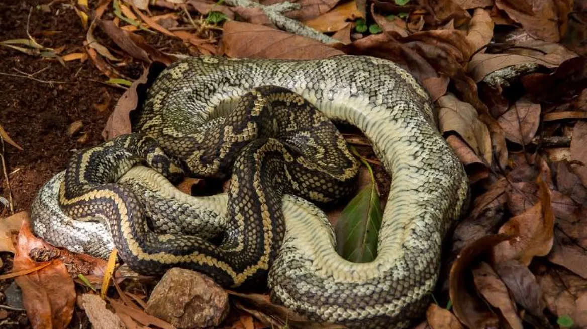 pythonas