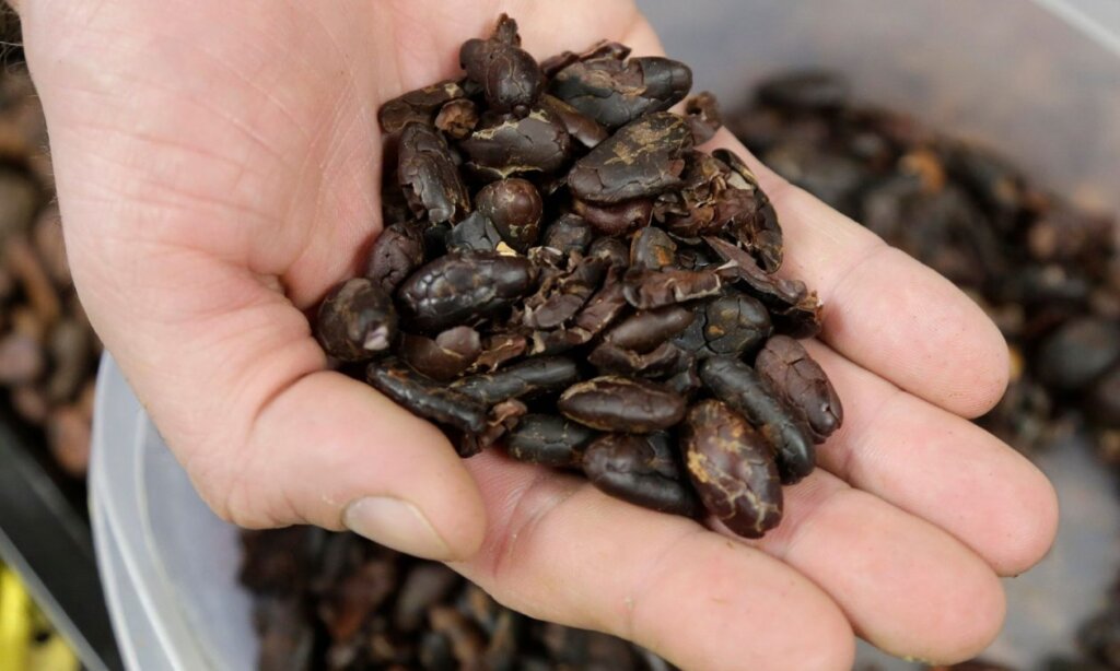 CACAO