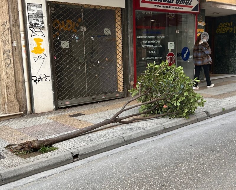 DENDRO