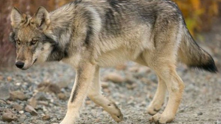 LYKOS